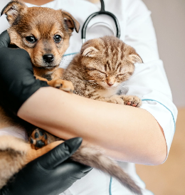 Veterinarios de Castilla-La Mancha y Castilla y León realizan sus propuestas para mejorar la profesión...