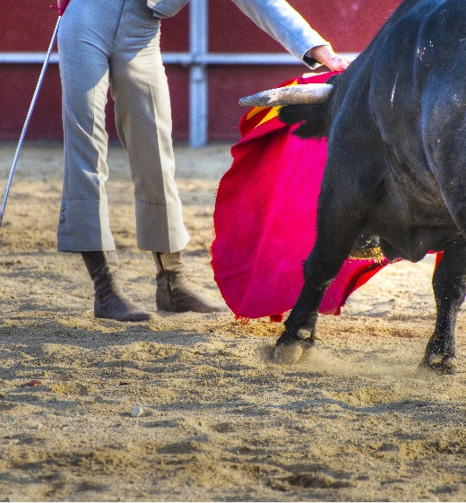 Veterinarios de Castilla-La Mancha piden cambios en la normativa de espectáculos taurinos...